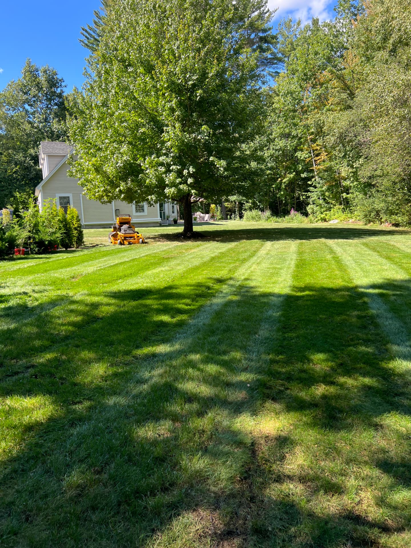 Fernwick Landscaping striped lawn beneath a mature shade tree